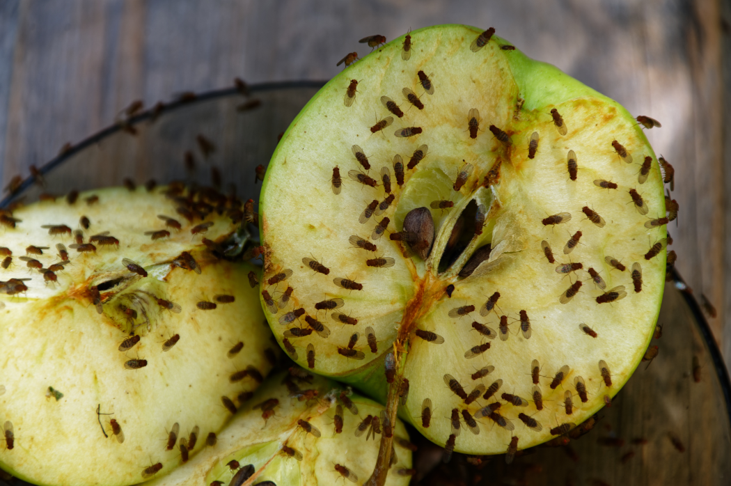 Fruchtfliegen auf einem Apfel. Mit diesen Tipps kannst du die Fruchtfliegen loswerden.