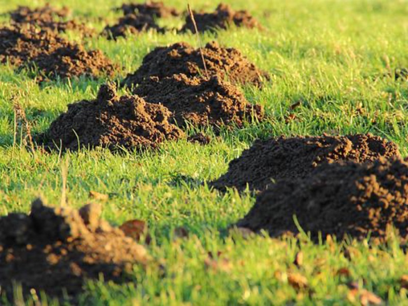 Mehrere Maulwurfshügel auf Wiese