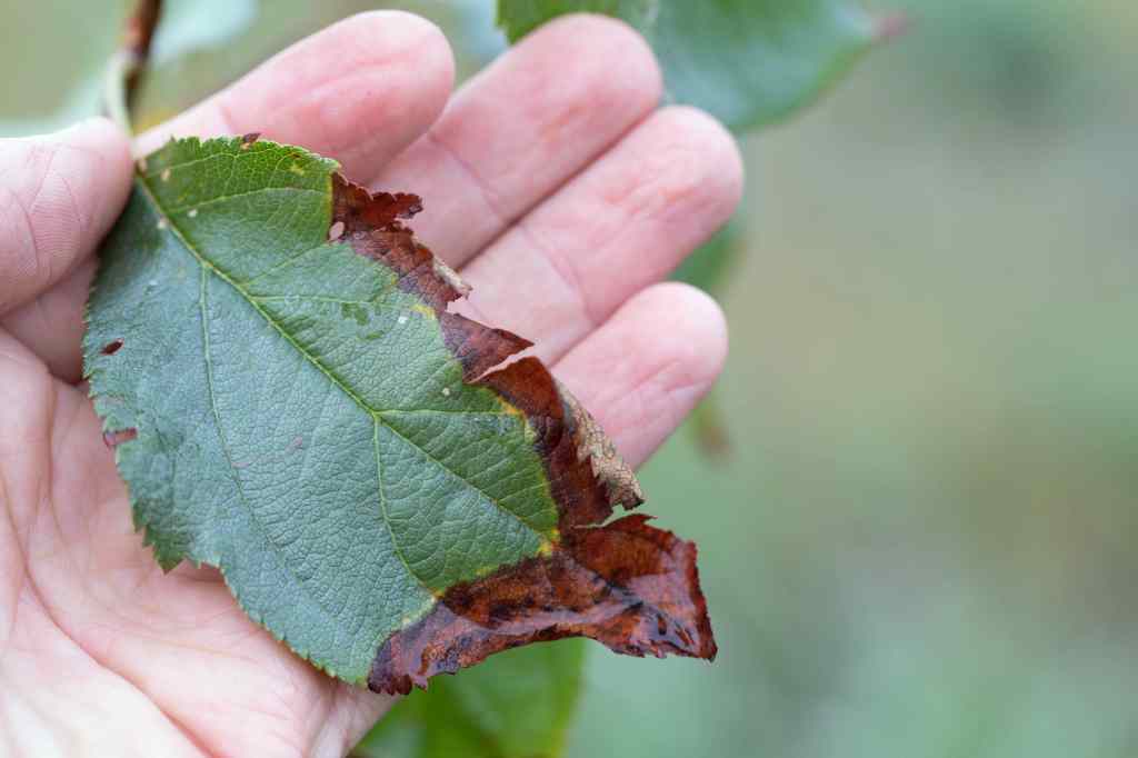 Ein Blatt mit braunen Rändern.