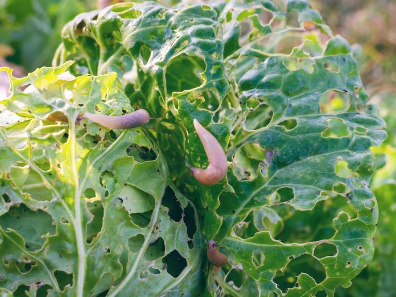 Opferbeet anlegen: So kann es gegen Schnecken helfen