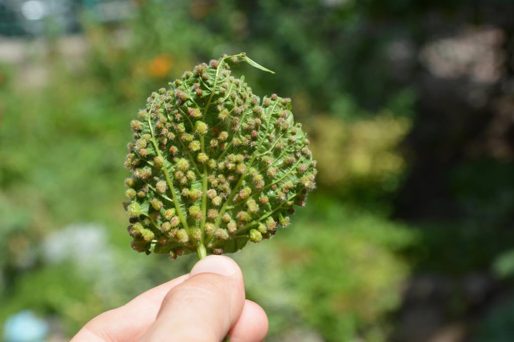 Jemand hält ein Blatt hoch, das mit Pusteln überzogen ist.