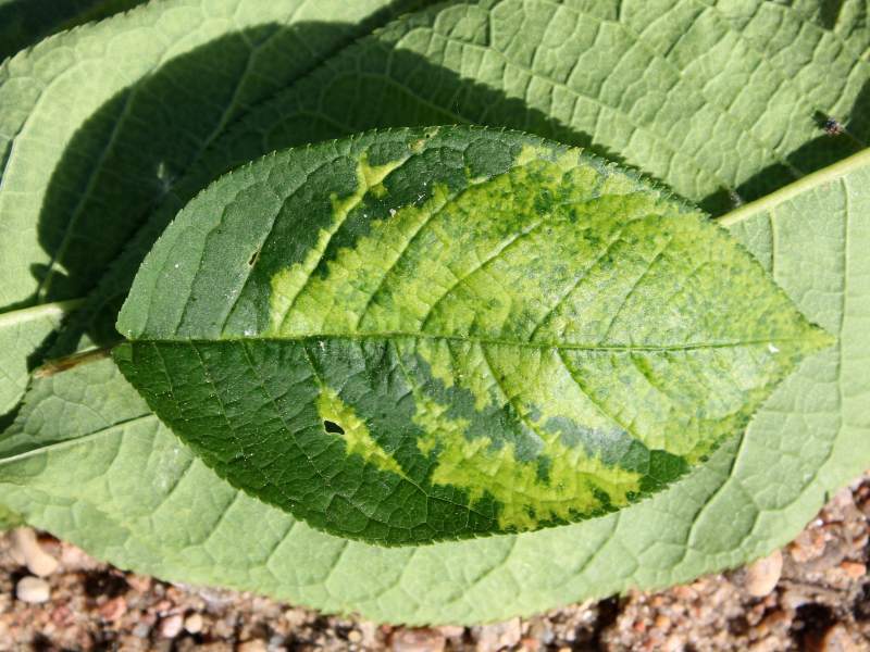 Ein Blatt, das unterschiedlich grün gefärbt ist.