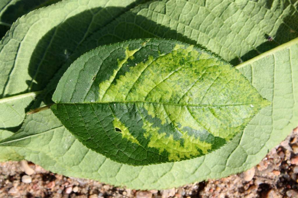 Ein Blatt, das unterschiedlich grün gefärbt ist.