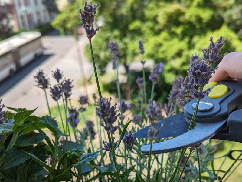 Lavendel wird geschnitten mit Gartenschere.