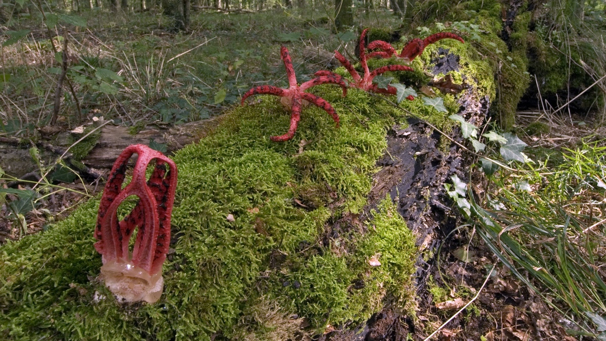 Tintenfischpilz breitet sich in deutschen Wäldern aus.