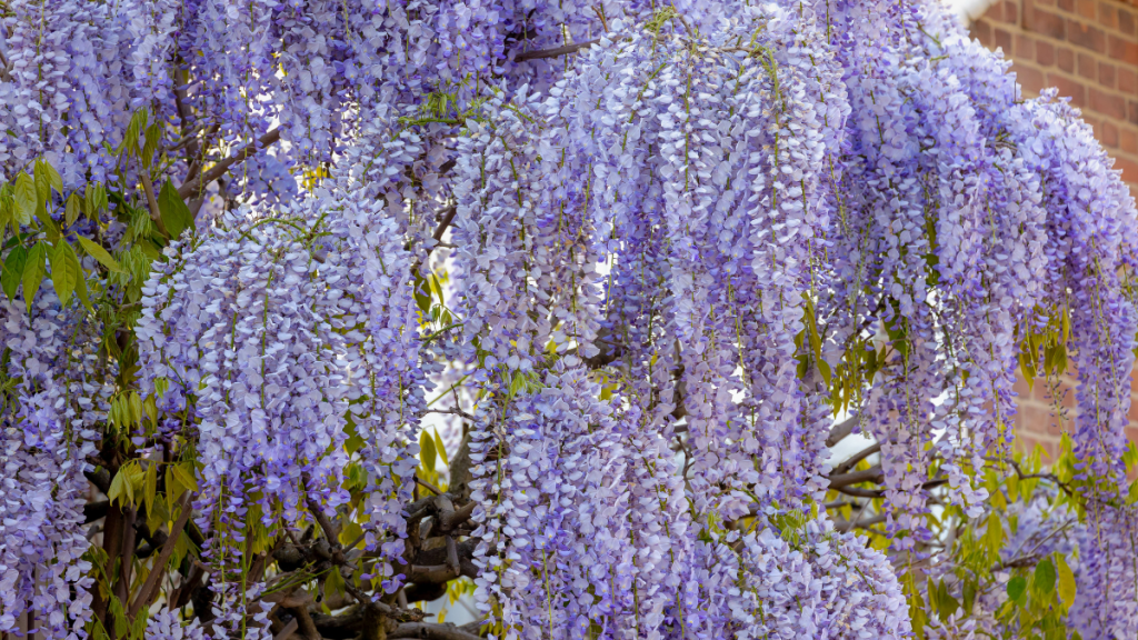 Blauregen im Garten