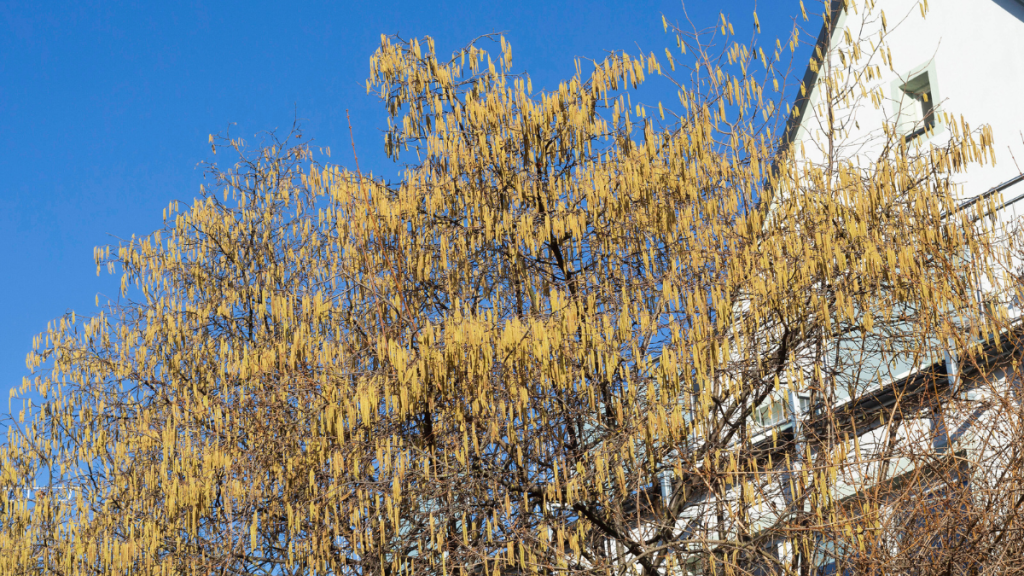 Ein blühender Baum.