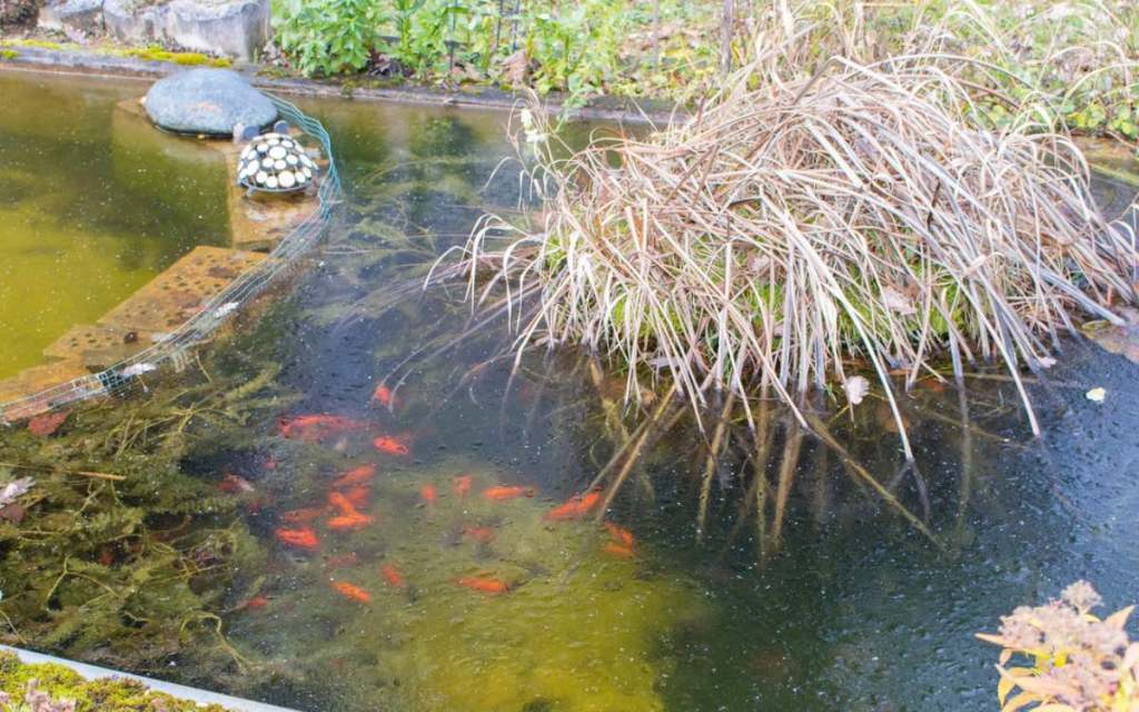 Ein zugefrorener Gartenteich im Winter mit Goldfischen.