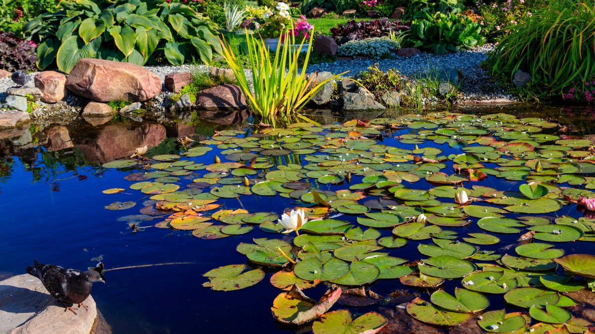 Ein Gartenteich mit Seerosen und einer Taube, die am Rand sitzt.