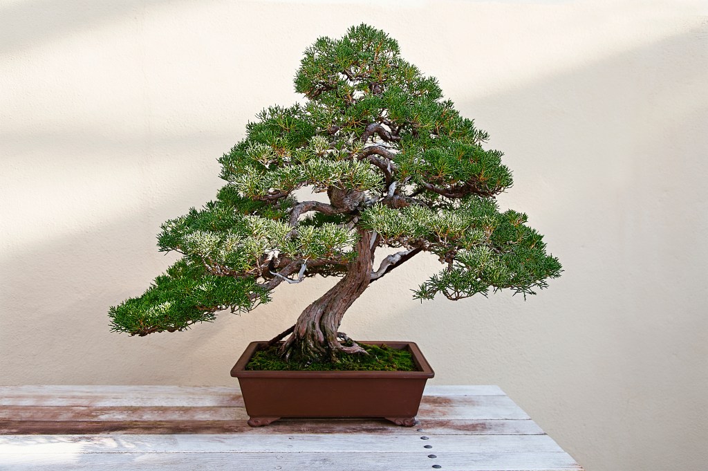 Eine schöne Bonsai-Kiefer im Sonnenlicht: Aus