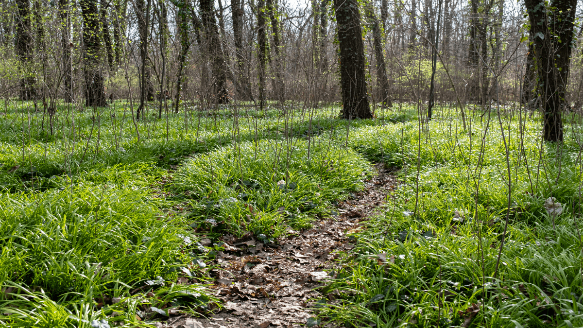 Wald mit Bärlauch