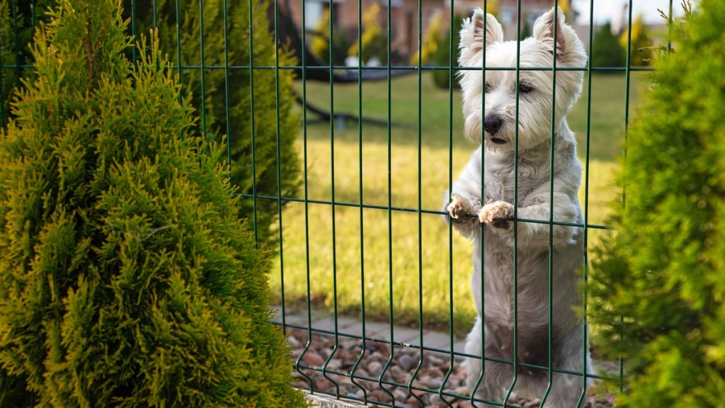 Ein kleiner weißer Hund lehnt mit den Pfoten an einem Gartenzaun.