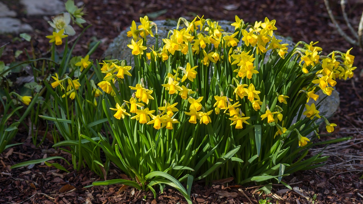 Blühende Narzissen im Garten.