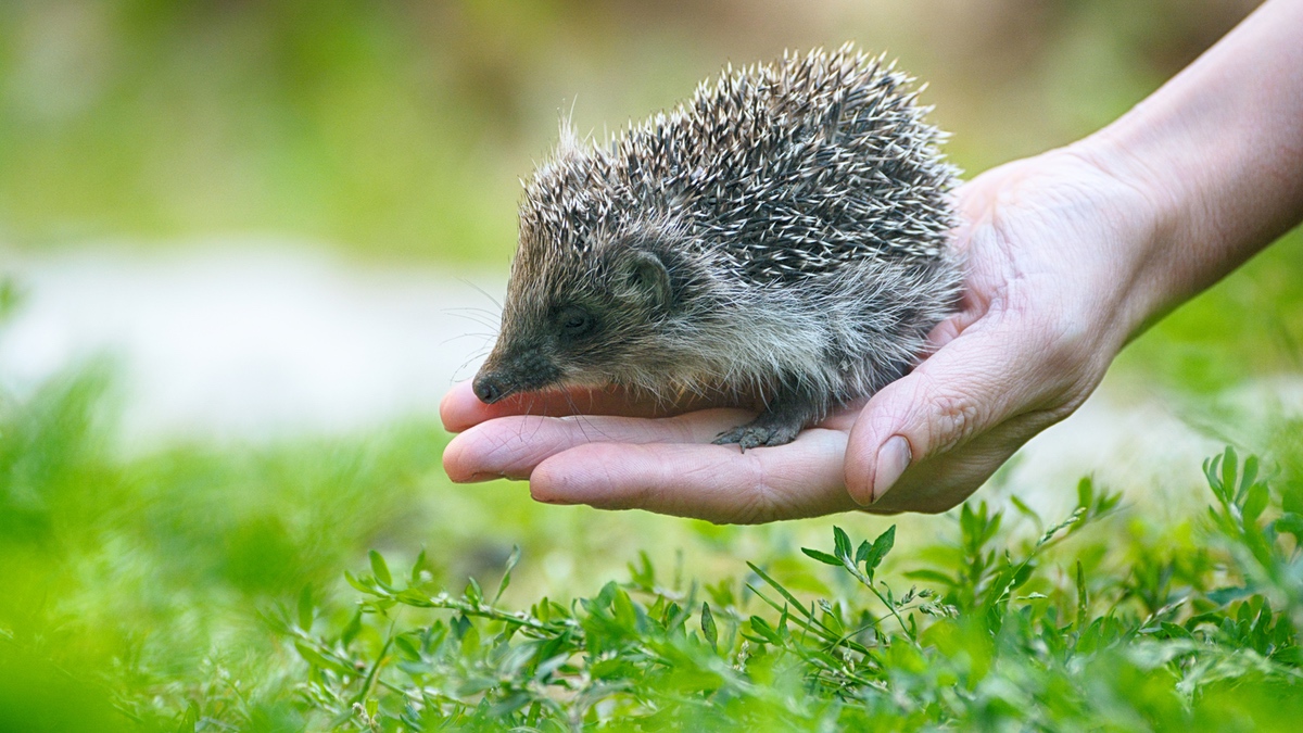 Ein Igel wird mit der Hand aufs Gras gesetzt.