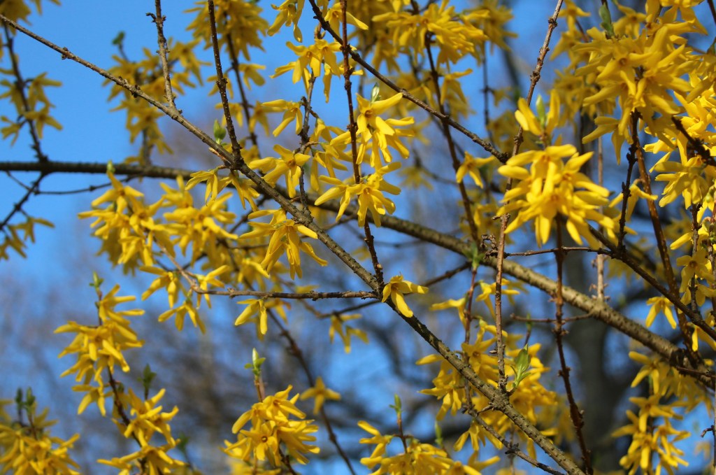 Forsythie Nahaufnahme blühend.