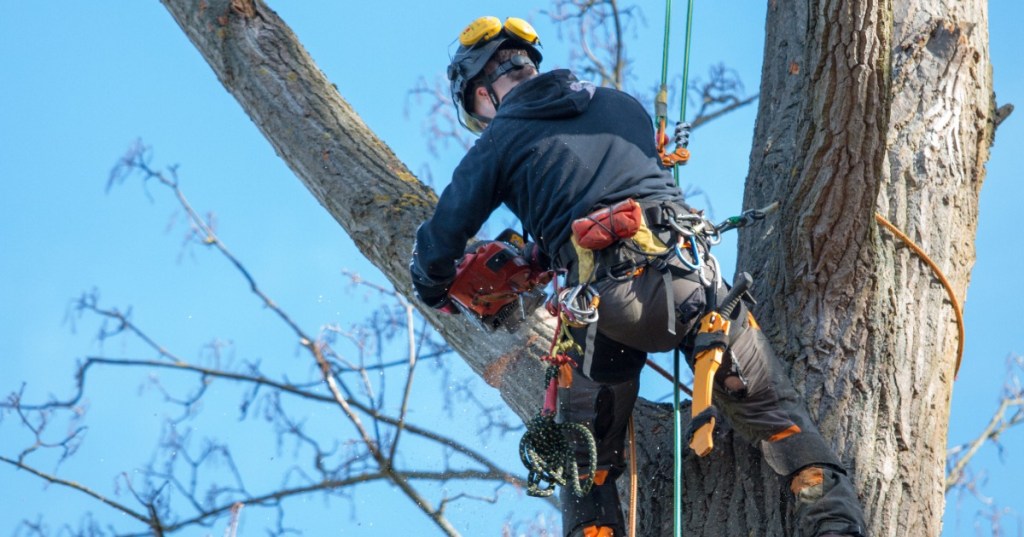 Baumkletterer im Baum