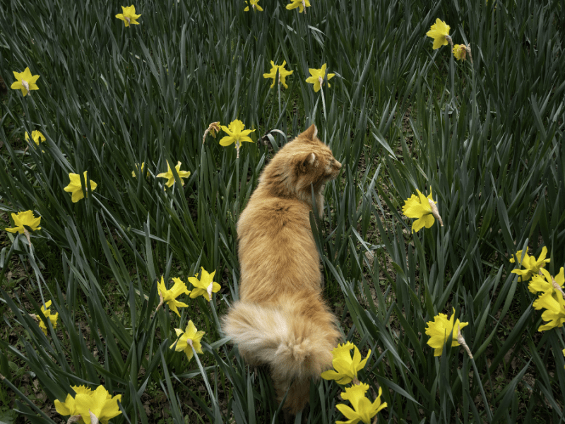 Katze mit Narzissen