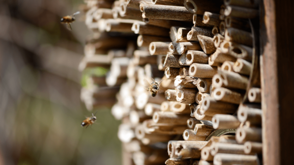 Verschiedenen lange Brutröhren in einem Insektenhotel.