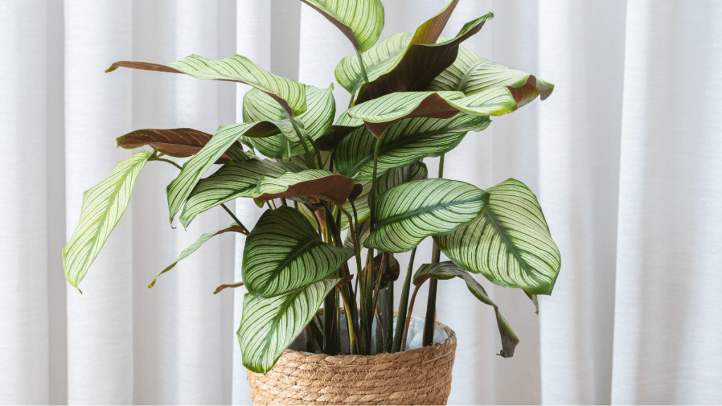 Eine Calathea-Pflanze vor einem weißen Vorhang.