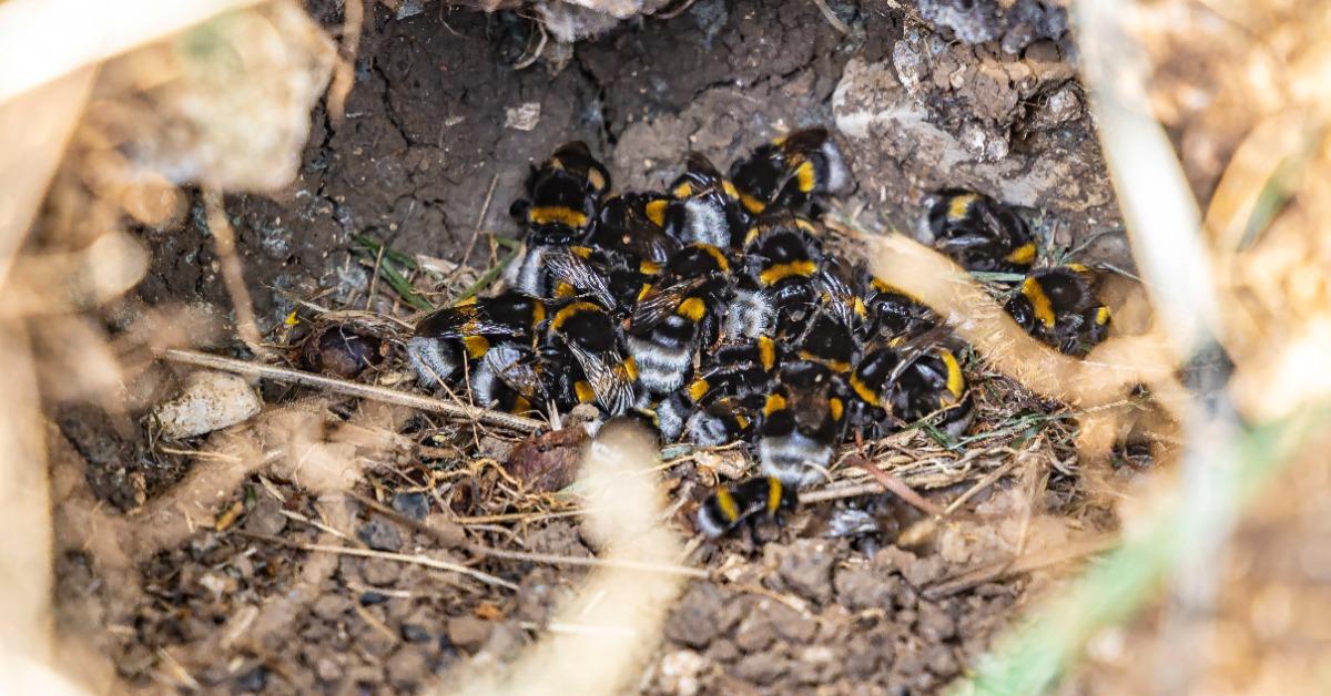 Hummelnest mit vielen Hummeln