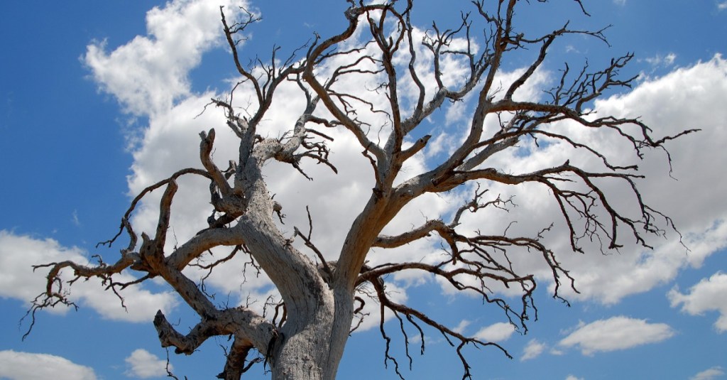 toter Baum vor Himmel