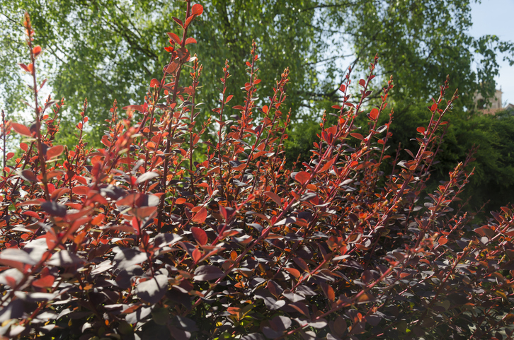 Berberitze in roter Farbe