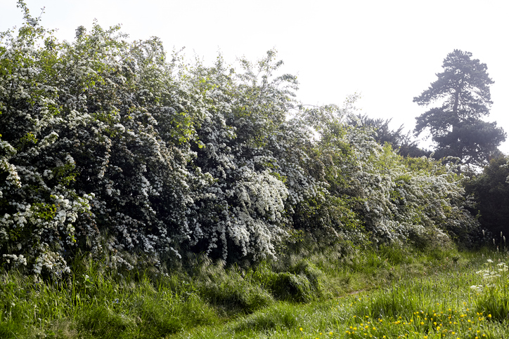 Weißdorn in voller Blüte