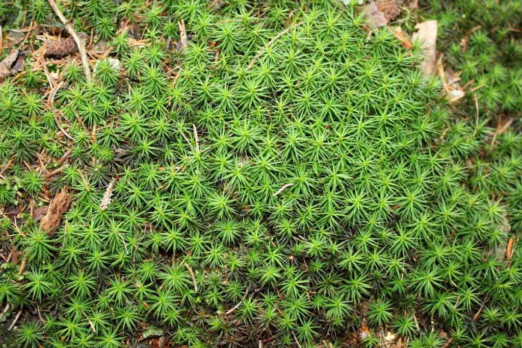 Haarmützenmoos auf einem Waldboden.