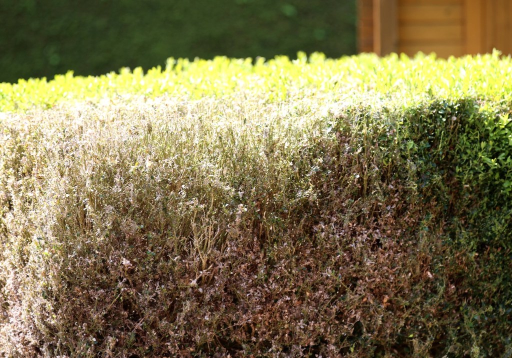 Hecke nach Buchsbaumzünslerbefall