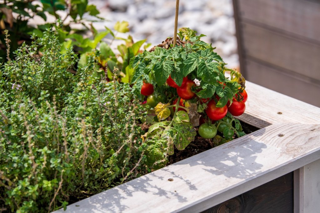 Tomaten und Kräuter in einem Hochbeet.