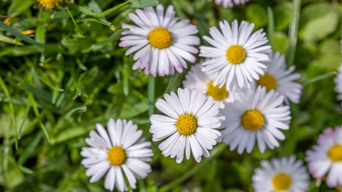 Gänseblümchen im Rasen