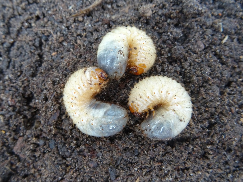 3 Engerlinge auf dem Boden.