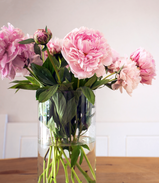 Pfingstrosen in der Vase - teilweise verwelkt.