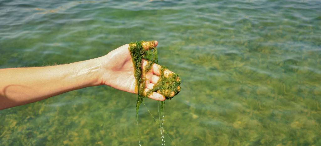 Hand hält Algen vor einem See