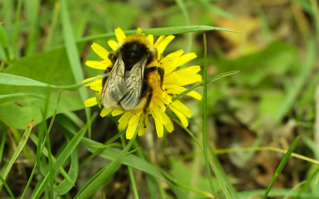 Hummel auf Löwenzahn