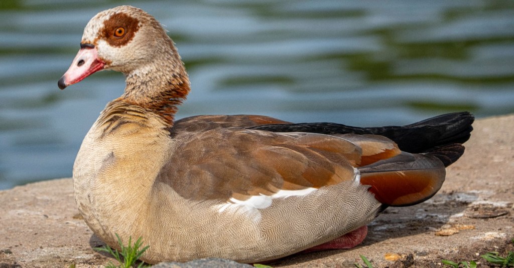 Nilgans