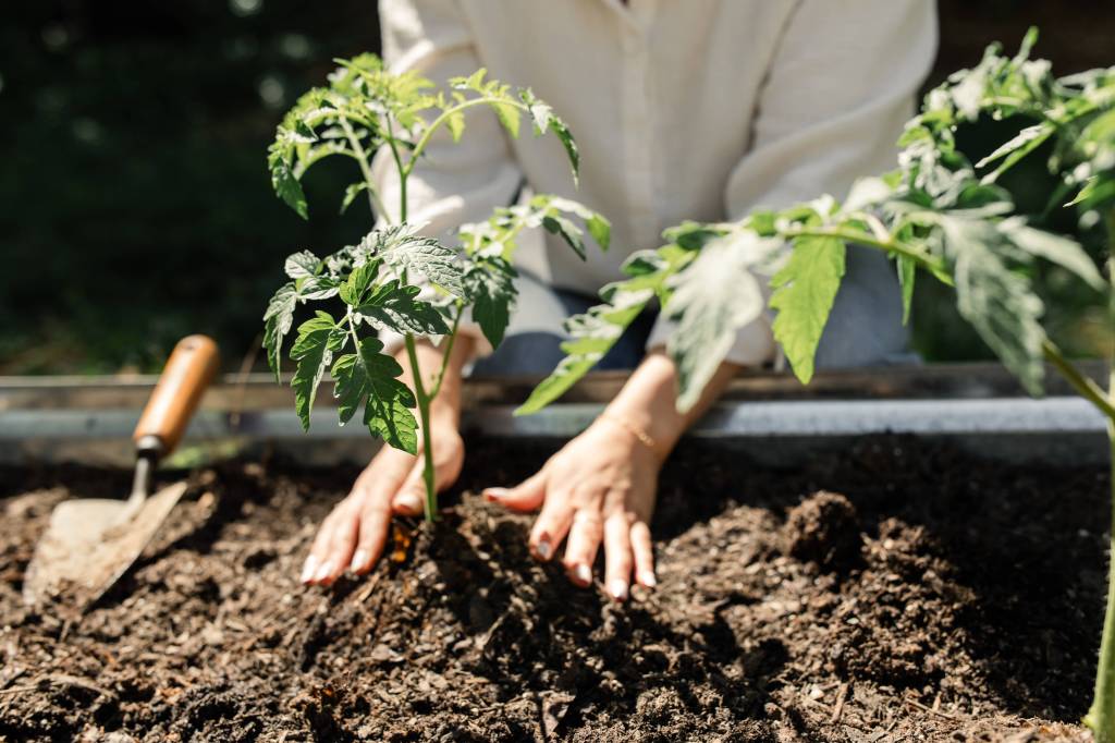 Tomaten werden angepflanzt