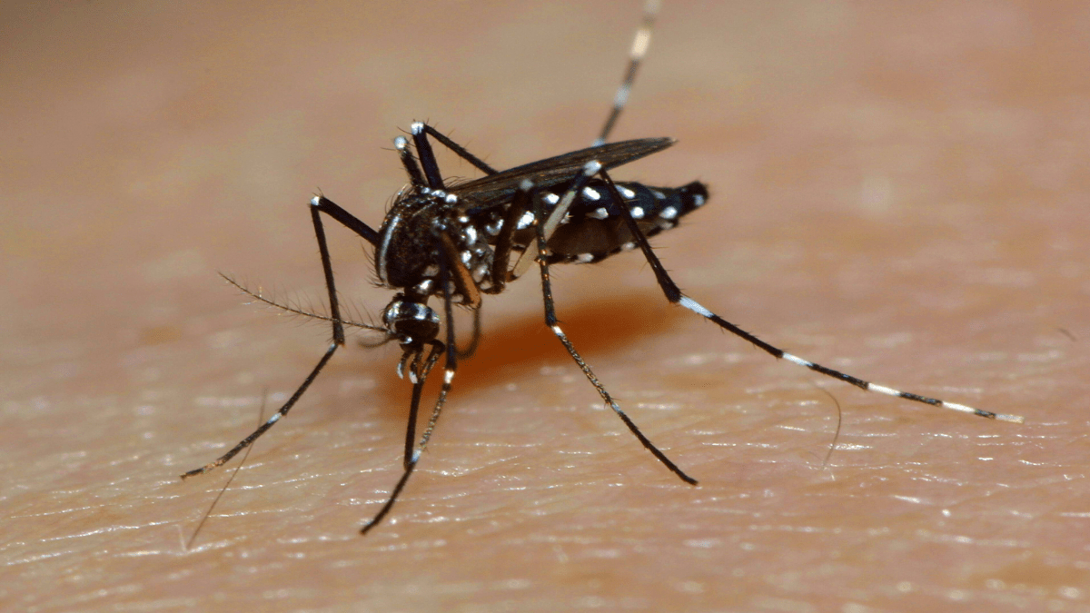 Asiatische Tigermücke in Nahaufnahme.