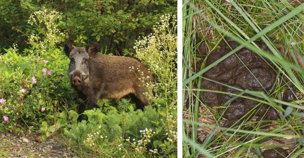 Wildschwein und Kot