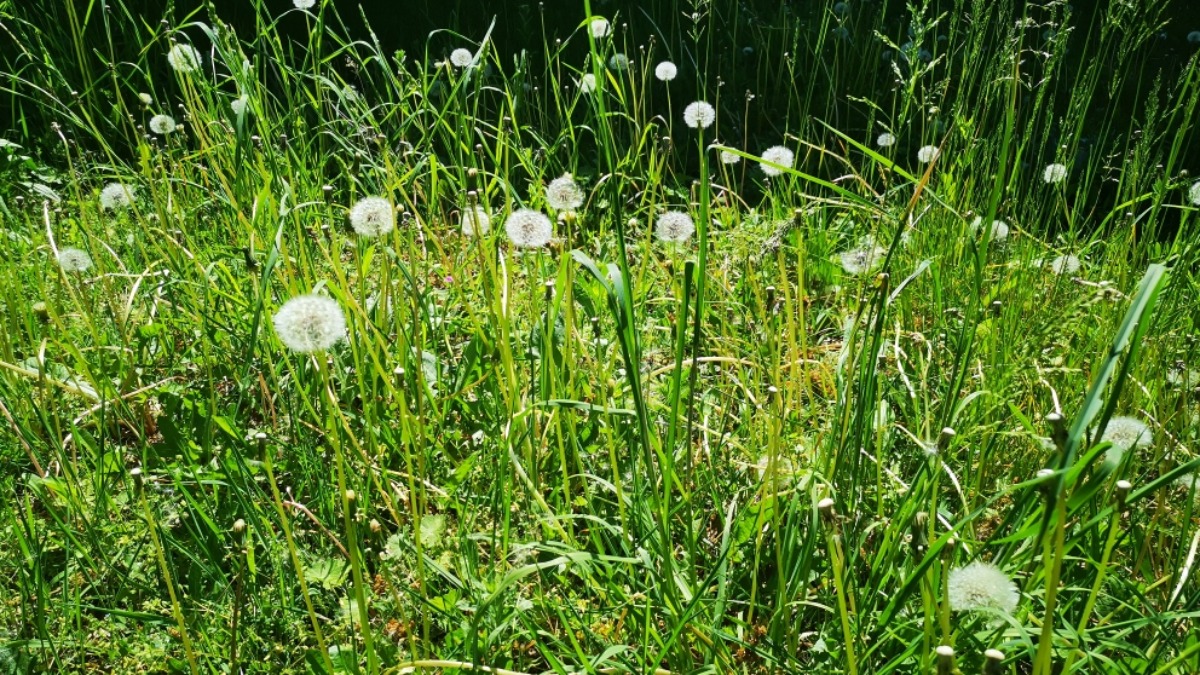 Wiese mit Pusteblumen