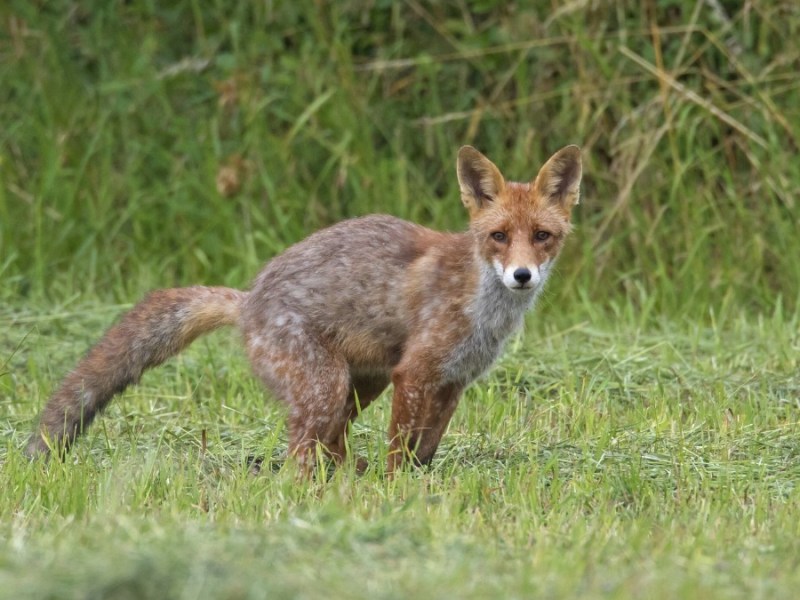 Fuchs macht auf den Rasen