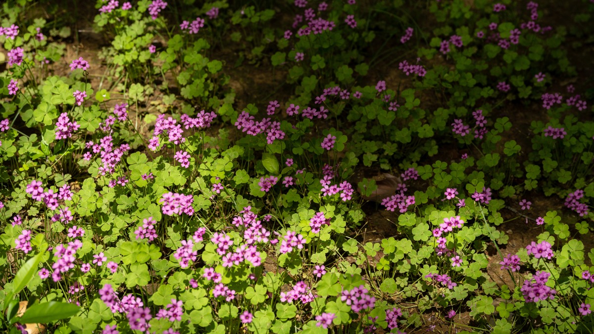 kleine pinke Blumen, die zum Teil im Schatten und zum Teil in der Sonne sind