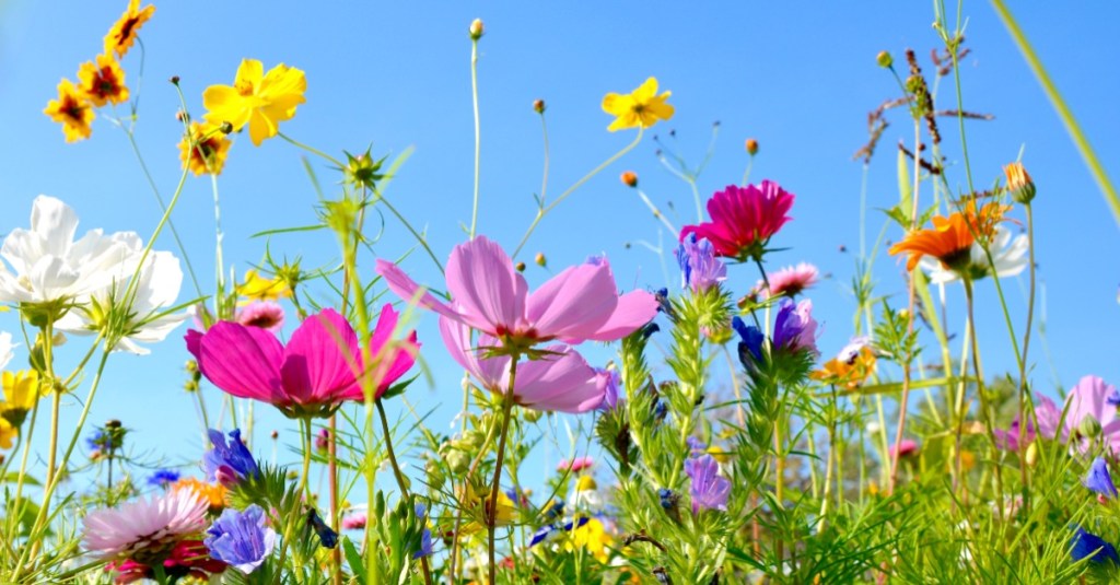 Sommerblumen auf einer Wiese