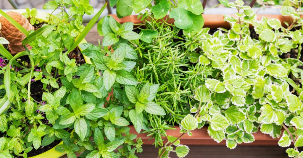 Kräuter in einem Blumenkasten auf einem Balkon