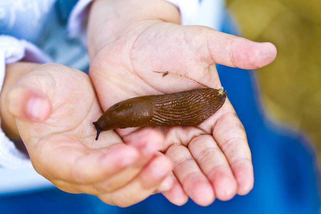 Nacktschnecke auf der Hand.