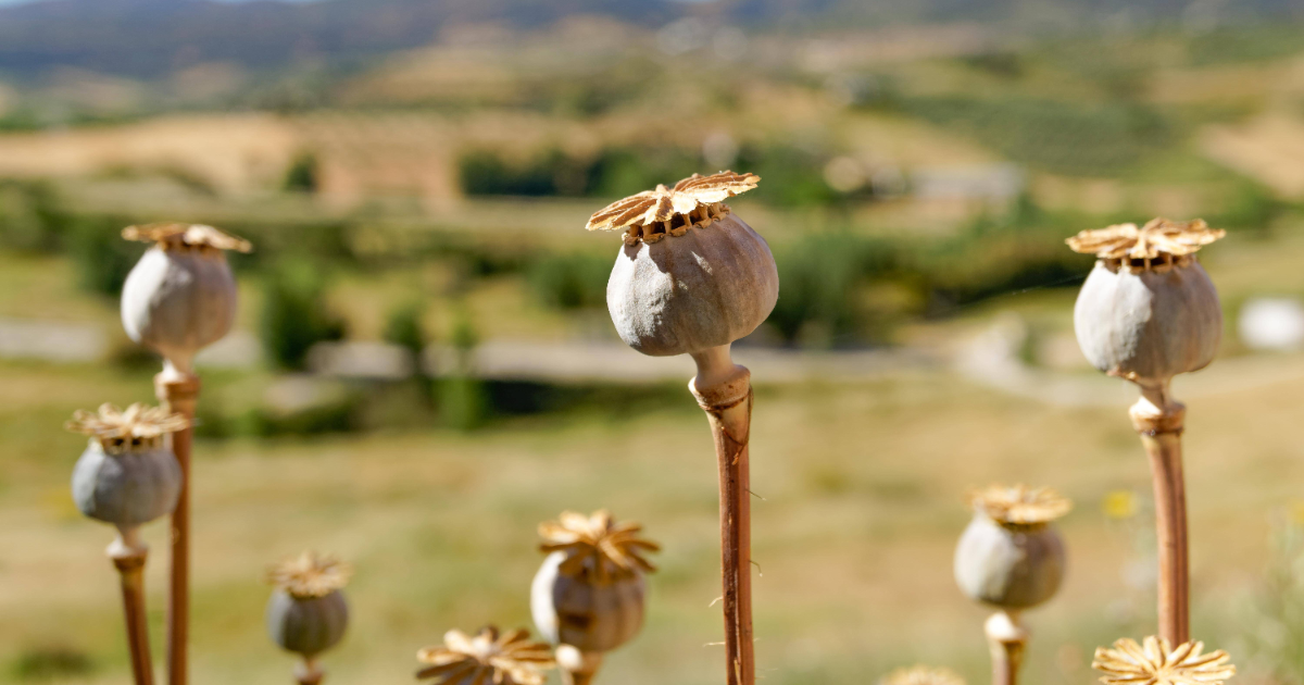 Schlafmohn auf einem Feld.