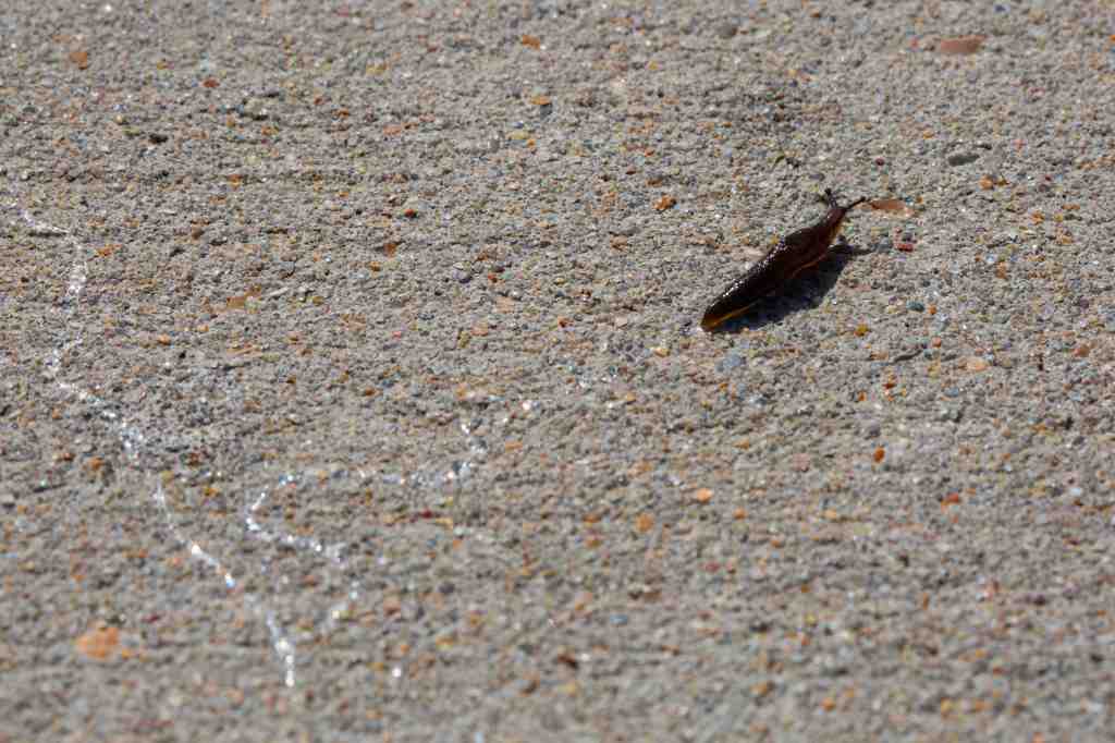 Nacktschnecke hinterlässt auf steiniger Oberfläche eine Spur.