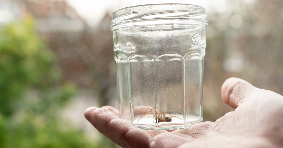 Spinne wurde in einem Glas eingefangen.