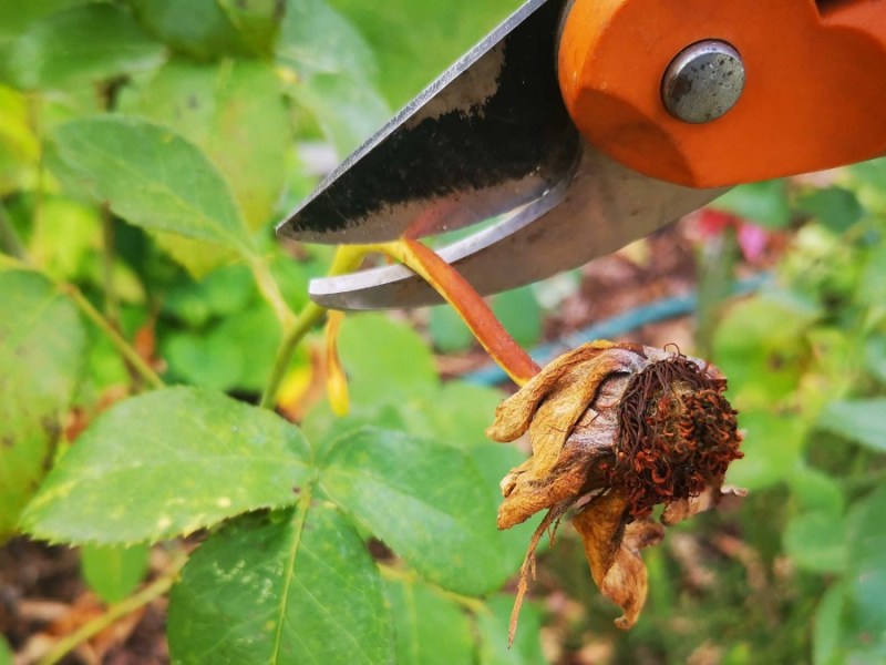 verblühte Rosen werden mit einer Gartenschere abgeschnitten