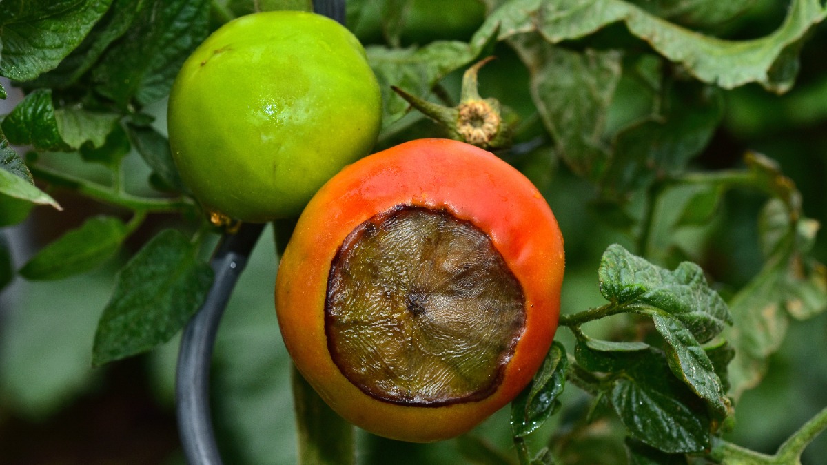 Blütenendfaeule an einer Tomate